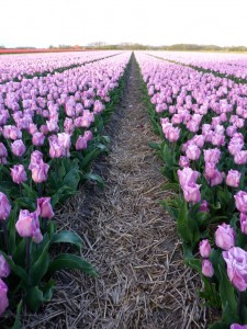 Tulips in The Netherlands