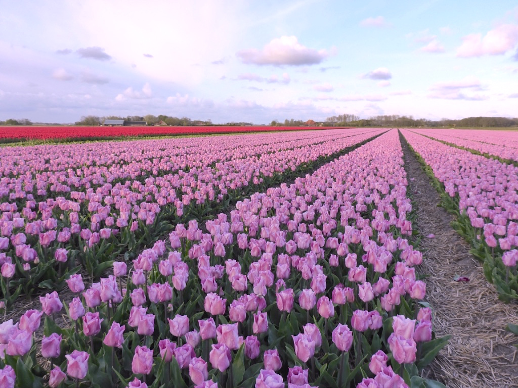 4 Seasons of Tulip Growing - Penny Benjamin