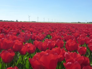Tulips in The Netherlands